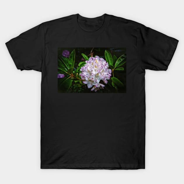 Rhododendron In Bloom T-Shirt by JimDeFazioPhotography